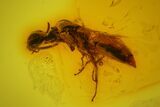 Detailed Fossil Wasp (Hymenoptera) In Baltic Amber #145498-2